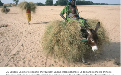 National Geographic France – Le commerce de peaux d’ânes propagerait des maladies mortelles